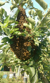 swarm06-18-2018.jpg