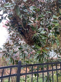 Swarm_32020_BogGarden_IMG_0131.jpg