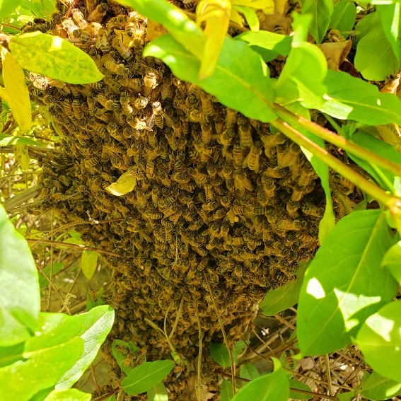 My swarm 2.jpg