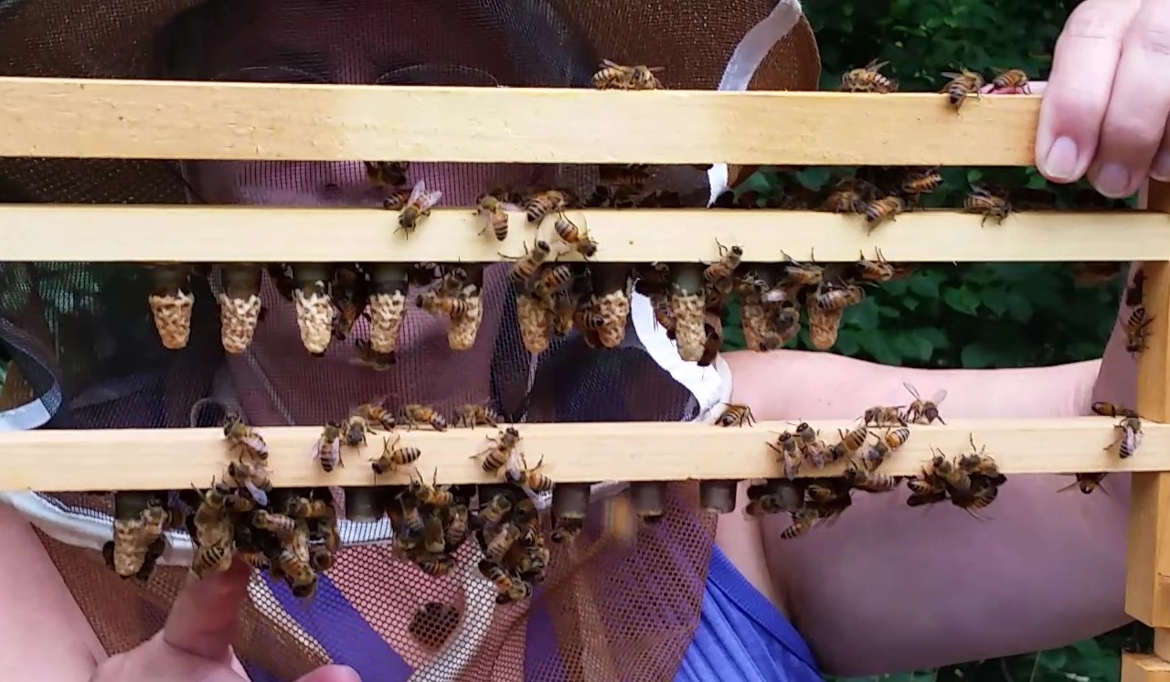 15 capped queen cells.