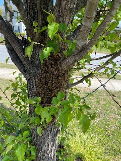 Swarm-4-5-21_IMG_0473.jpg